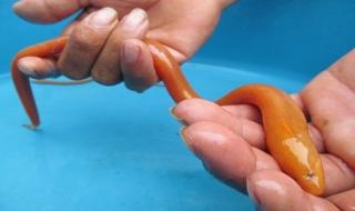 Hiếu kỳ 3 con lươn màu vàng óng lạ thường ở Quảng Trị