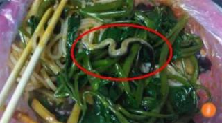 Nhà hàng Trung Quốc bị đóng cửa vì có rắn trong bát mỳ