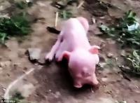 Lợn hai đầu xuất hiện ở Trung Quốc