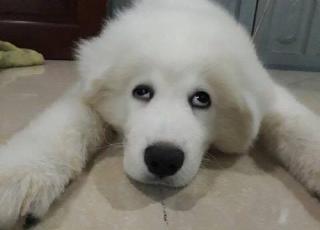 Ảnh  chó mắt lé  khiến cộng đồng thích thú