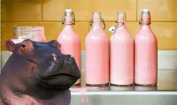 Sự thật: sữa của hà mã có màu hồng và đây là lý do