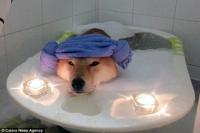 Nhìn boss tắm bồn trong ánh nến lung linh mới thấy, đến chú chó còn sướng hơn mình