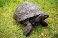 Sinh vật già nhất thế giới - cụ rùa 186 tuổi - hóa ra...  gay 