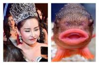 Chẳng riêng gì các mỹ nữ này, Tân Hoa hậu Đại dương cũng bị chế ảnh hài hước  cười ra nước mắt 