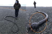 Sinh vật kỳ dị dài 25m, nhìn như rắn khổng lồ trôi dạt vào bờ biển Nga