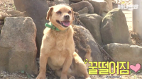 Chú chó Hàn Quốc nổi tiếng khắp châu Á vì có  5 thê 7 thiếp , con rơi ở khắp nơi