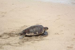 Biến đổi khí hậu đang khiến quần thể rùa biển này rơi vào cảnh  âm thịnh dương suy .