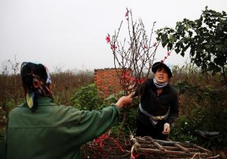 Đào nở sai thời điểm, rớt giá chỉ còn 50.000 đồng/cành, nông dân Nhật Tân như ngồi trên đống lửa