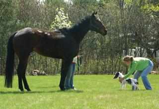 Đốn tim vì Einstein - chú ngựa bé nhất thế giới, nhỏ hơn cả đứa trẻ 5 tuổi