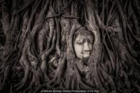 Bức tượng Phật 700 năm bị rễ cây nuốt chửng hé lộ sự tương đồng với nghệ thuật điêu khắc nổi tiếng nhất châu Âu