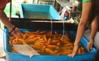 Chi tiền triệu mua 180kg cá, lươn phóng sinh ngày ông Công ông Táo ở Sài Gòn