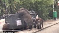 Lợn rừng khổng lồ đang tung tăng đi lục thùng rác kiếm ăn trong thành phố