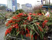 Hà Nội: Hoa tươi rớt giá, chỉ bằng 1/10 so với trước Tết, dân buôn vứt đổ đống tại chợ Quảng An