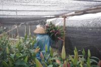 Hà Nội: Làng hoa Tây Tựu nở trái mùa, nông dân khóc ròng vì cắm nhà trả nợ