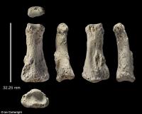 Hóa thạch 85.000 năm tuổi ở Saudi Arabia ẩn chứa bí mật mới của loài người