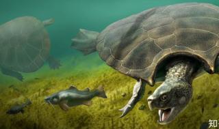 Độc- lạ: Phát hiện thủy tổ của rùa mặt đất khổng lồ