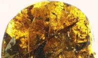Kinh ngạc viên đá quý chứa sinh vật không đầu 99 triệu năm tuổi