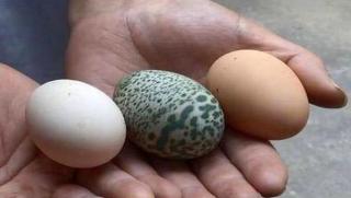 Gà đẻ trứng xanh kỳ lạ ở Trung Quốc