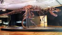 'Choáng' với bộ xương khủng long bạo chúa có giá 737 tỉ đồng