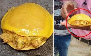 Bí mật gì đằng sau 2 chú rùa có màu vàng đến vô lý đang gây bão mạng xã hội những ngày qua?