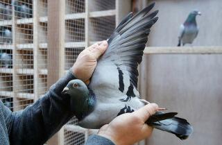 Đại gia giấu mặt bỏ gần 2 triệu USD mua 1 chú chim bồ câu, lý do thực sự mới gây sốc