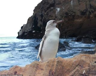 Xuất hiện chim cánh cụt trắng cực kỳ quý hiếm