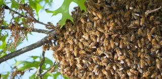 Lần đầu tiên trong lịch sử khoa học chứng kiến loài ong biết dùng công cụ, nhưng họ lại cảm thấy... buồn nôn