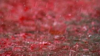 Giải mã những cơn mưa dị thường nhất trong lịch sử nhân loại: Mưa cá, mưa chim và cả...mưa máu